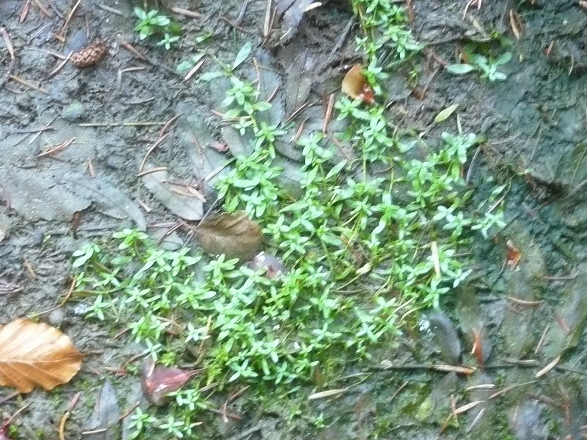 Callitriche palustris (Plantaginaceae)